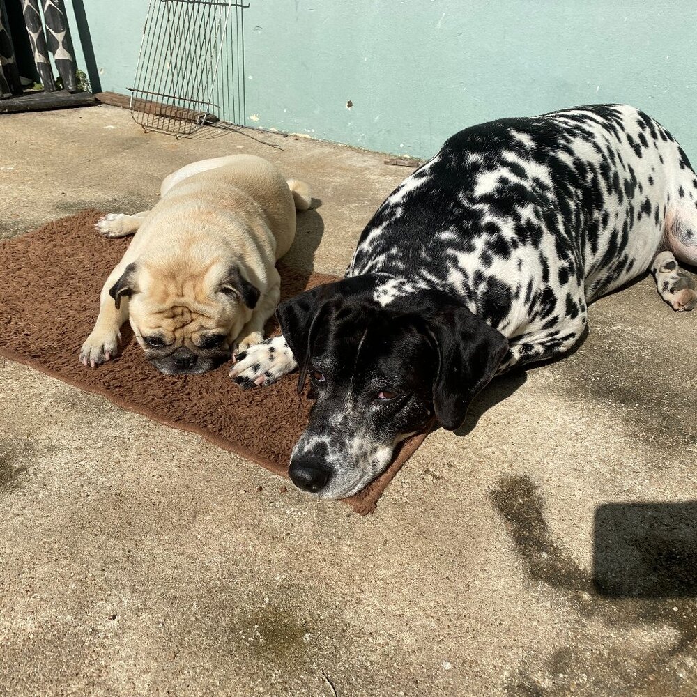Meet your Posher, Pug Flip